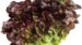 Lechuga Hoja de Roble (Unidad)