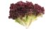 Lechuga Lollo Rosso (Unidad)