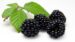 Moras (precio por bandeja)